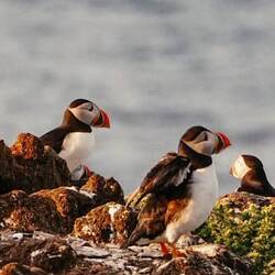 Einmal aufplustern...