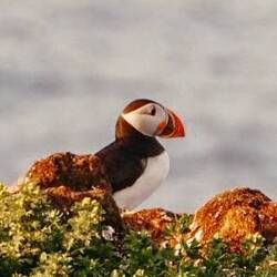 Und daaaa waren sie ...gaaanz viele Puffins