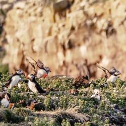 Zwei Fische im Schnabel