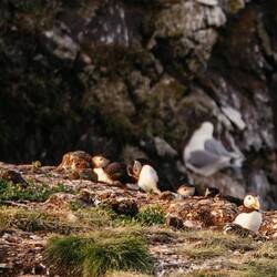 Ein Möwenjunges, das denkt es sei ein Puffin