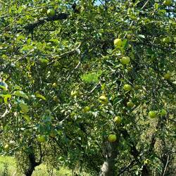Apples kindred spirit to Little Apples my brothers apple tree in AZ