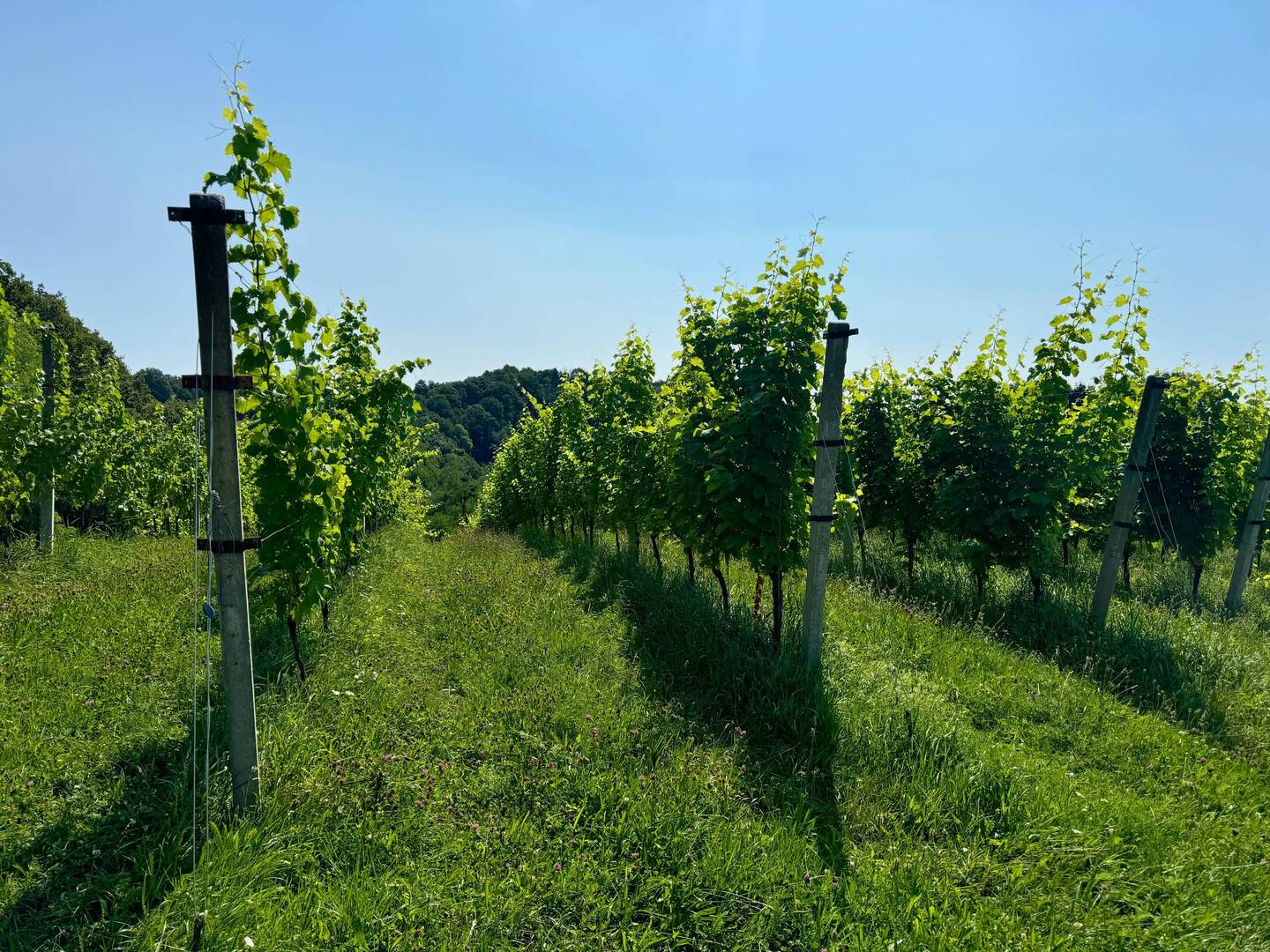 Vinag vines