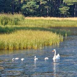 Familie Schwan besucht Familie Schniebly