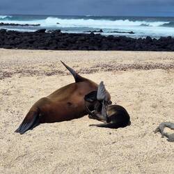 Ein ganz junger Seelöwe mit seiner Mama