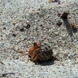 Den kleinen Freund haben wir am Playa Baquerizo gesehen