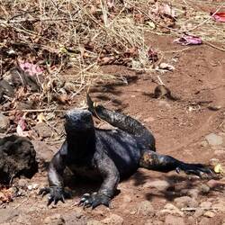 Die Leguane sieht man auch fast überall
