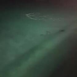 2 Seelöwen beim nächtlichen Spielen