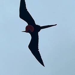 Einen männlichen Fregattvogel, den wir am Strand gesehen haben