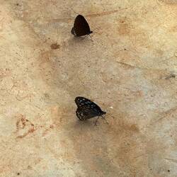 Nationalpark Kaeng Krachan