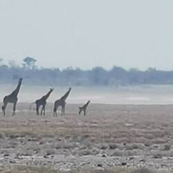 Wie brav sie in Reihe und Glied gehen!