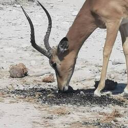 Das Impala lässt sich beim Trinken auf der Straße nicht stören