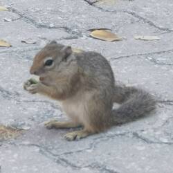 Beim Mittagsstopp am Reservateingang mag ein Hörnchen was ab haben