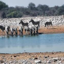 Wenn eins aufschreckt, machen alle mit...
