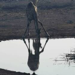 Jippie, eine Giraffe beim Trinken erwischt!