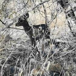 Das Ticktick ist schon ausgewachsen! Sooo klein!