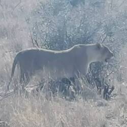 Die Löwin bewacht ihre Beute: Ein Zebra