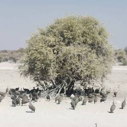 Guinefowltreffpunkt nahe dem Wasserloch