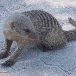 Und dann fällt noch eine Horde Mangusten ein, interessieren sich besonders für den einen Reifen 🤔