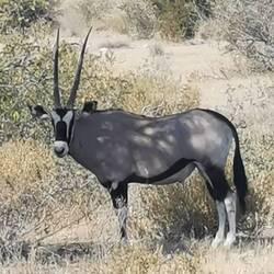 Onyx - Nationaltier Namibias