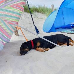 Hund und Kind geschafft🏄🏊‍♀️