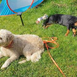 Hundefreundschaft