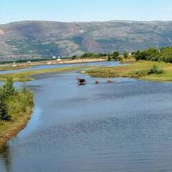Elchkuh mit jungen haben Durst