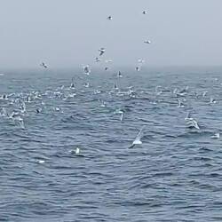 Humpback Whales - AMAZING!!!