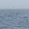 Humpback Whales - AMAZING!!!