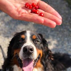 Das Foto ist nicht gestellt! 😆👍 Wo Essbares ist, ist auch Pallina nicht weit.