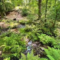 Hier tanzt noch der Wasserfloh in der jungfräulichen Ems
