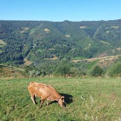 Rinder gibt es hier oben viele. Sieht man auch an ihren Hinterlassenschaften auf den schmalen Wegen.