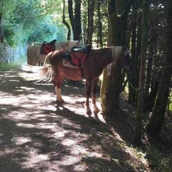 Wo sind eure Reiter?