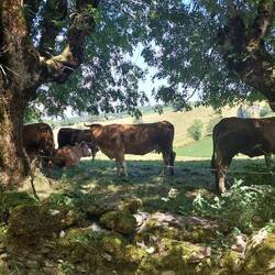 Den Kühen ist auch heiß.