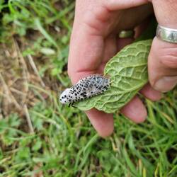 Vicky found a Leopard Moth on the towpath. It appeared to be laying eggs.