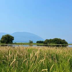 Salmon Arm