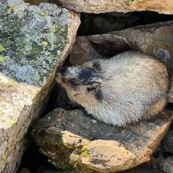 Yellow-bellied marmot just next to me!
