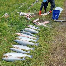Red Salmon - der 4. von links ist unserer!