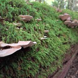 Fungi & moss on fallen log