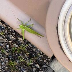 Flip zu Besuch