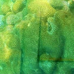 Brain coral