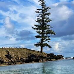 Lone Pine at Emily Bay