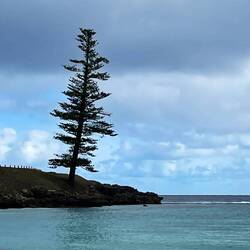 Lone Pine at Emily Bay
