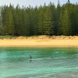 Norfolk Island pines in the rain