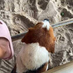 Unser Hund (von gestern)