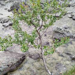 Überm Wasser lebt es sich stürmisch