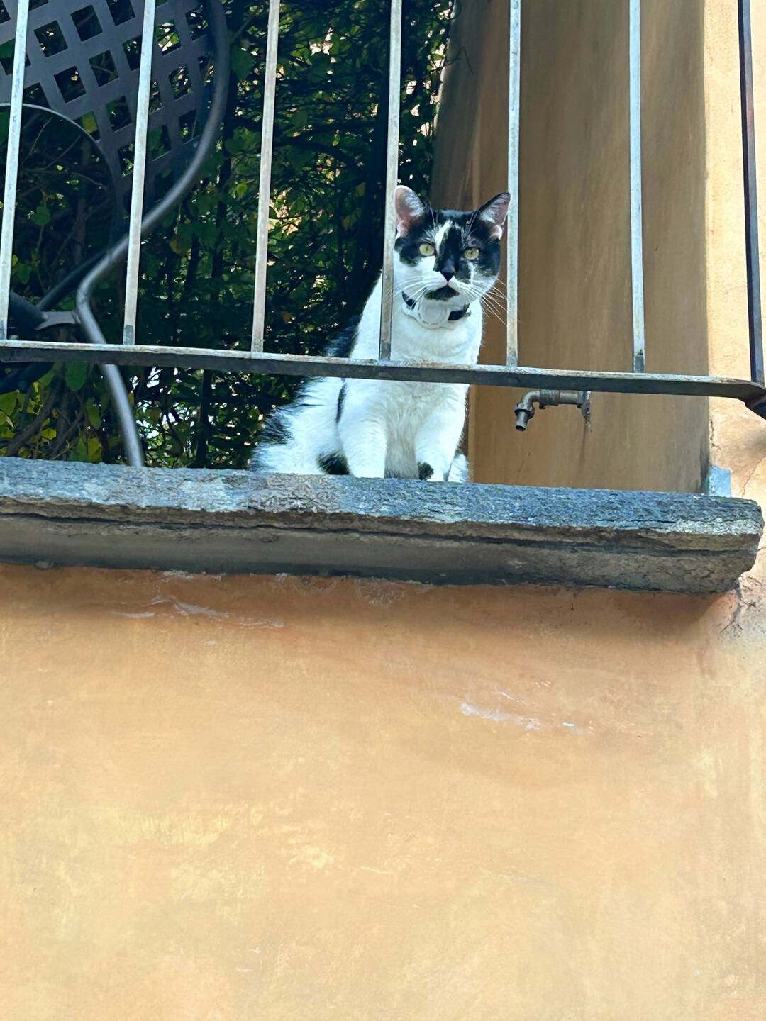 Furry cutie keeping an eye on tourists🐱