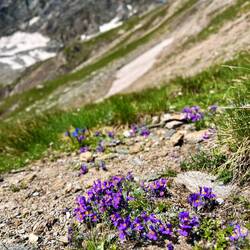 ..noch das Alpen-Leinkraut stört.