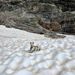 Johnny selbst genießt lieber das Eis selbst - schaut aber auch gemütlich aus!