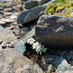 Und weil das Glück nicht immer ein Vogerl ist, finden wir sogar noch Edelweiß.