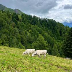 ..beginnt die Sommerresidenz der Wiederkäuer.